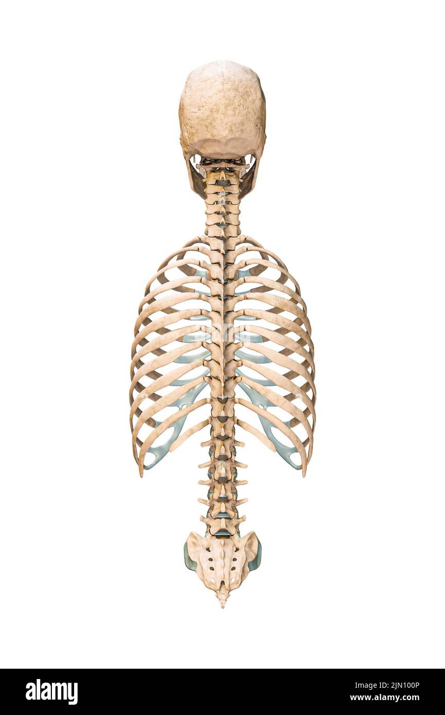 Vista posterior o posterior precisa de los huesos axiales del sistema esquelético humano o esqueleto aislado sobre fondo blanco 3D ilustración de representación. anat. En blanco Foto de stock