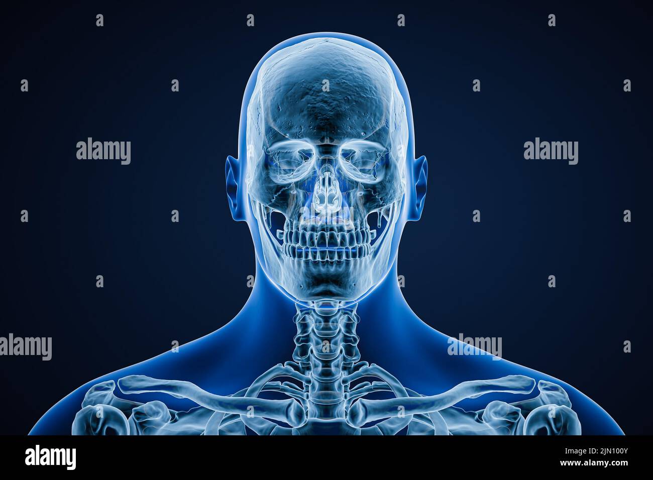 Imagen de rayos X de la vista anterior o frontal del cráneo de un varón adulto con contornos del cuerpo aislados sobre fondo azul 3D ilustración. Anatomía, medicina Foto de stock