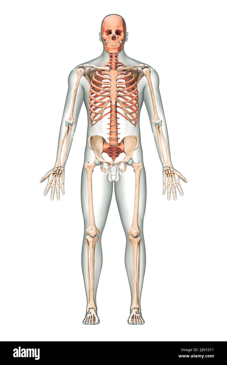 Vista anterior o frontal de huesos axiales precisos del sistema esquelético humano o esqueleto con contornos corporales masculinos aislados sobre fondo blanco 3D Foto de stock