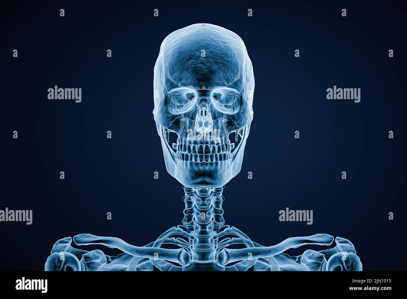 Imagen de rayos X de la vista anterior o frontal del cráneo de un varón adulto sobre fondo azul 3D ilustración de representación. Anatomía, medicina, medicina, ciencia, osteolo Foto de stock
