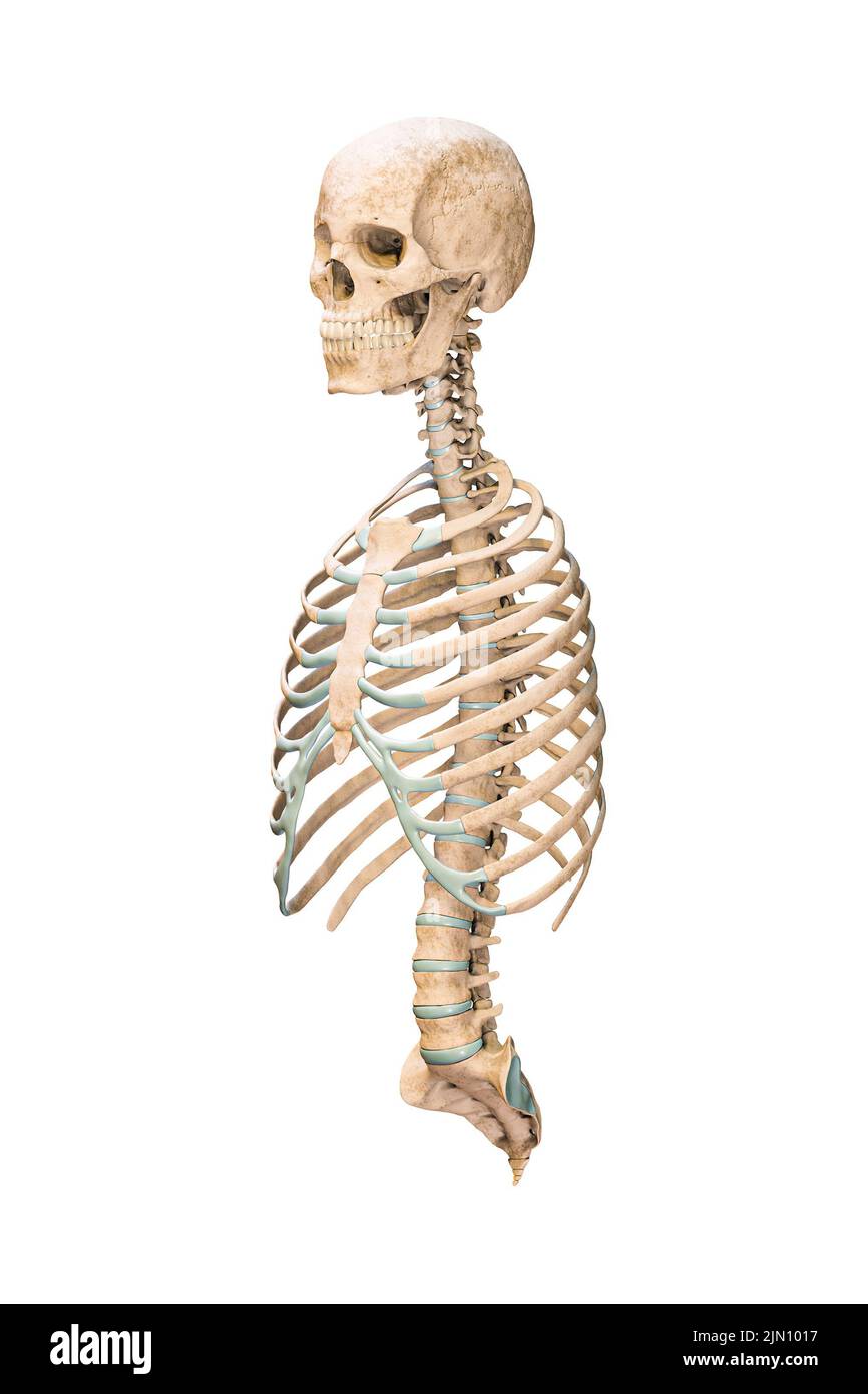 Vista frontal o anterior precisa de tres cuartos de los huesos axiales del sistema esquelético humano o esqueleto aislado sobre fondo blanco 3D ilustración de representación Foto de stock