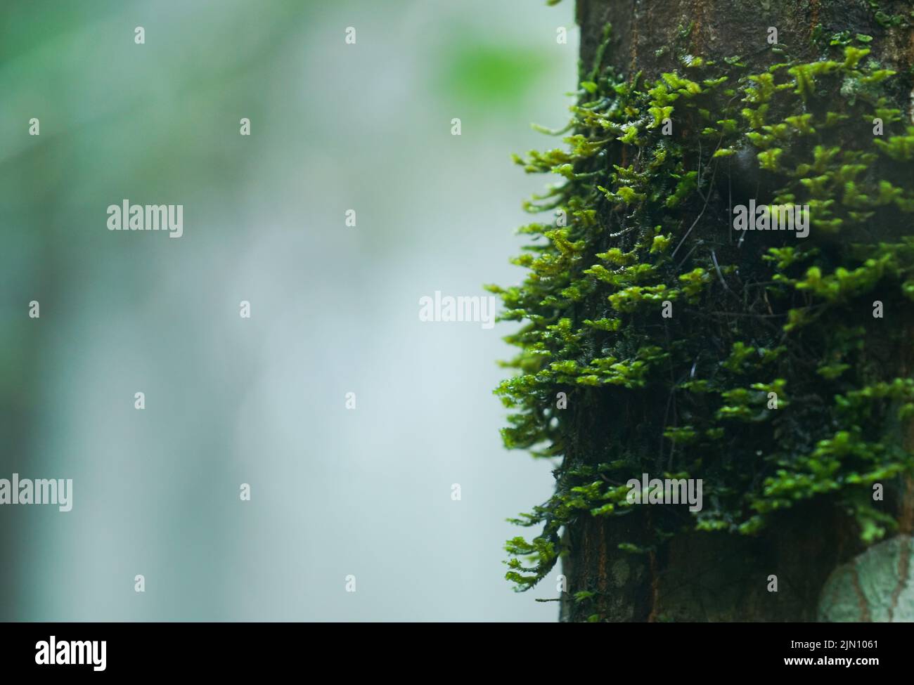 musgo en tronco de árbol en bosque tropical Foto de stock