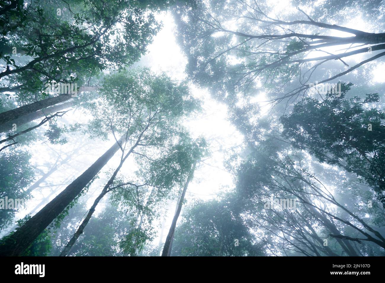 vista de ángulo bajo de la cima del árbol en el bosque tropical nublado Foto de stock