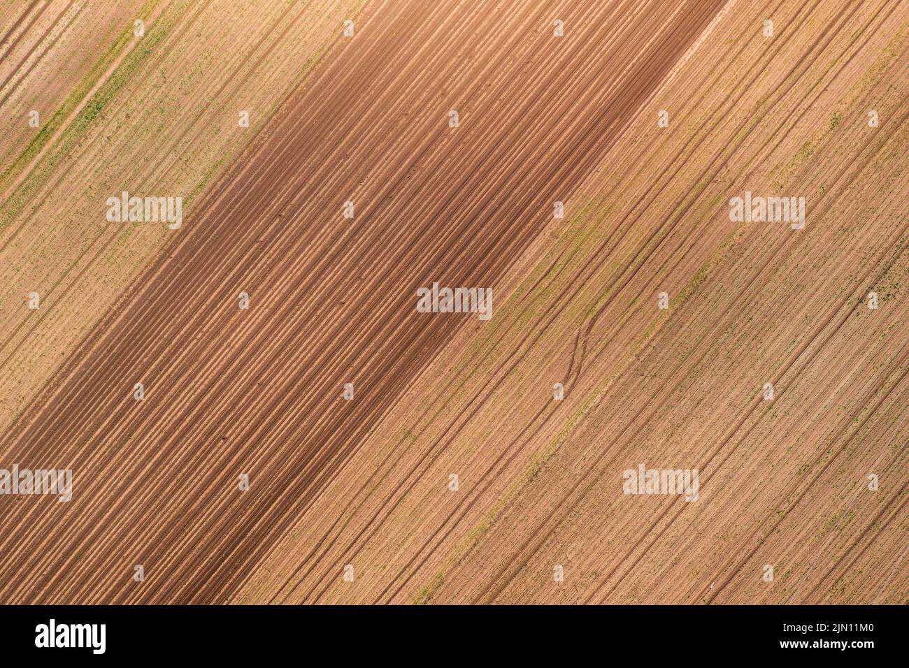 Huellas de neumáticos de tractor en suelo de plantación de cultivos de maíz cultivado, directamente sobre la toma aérea desde el punto de vista del drón Foto de stock