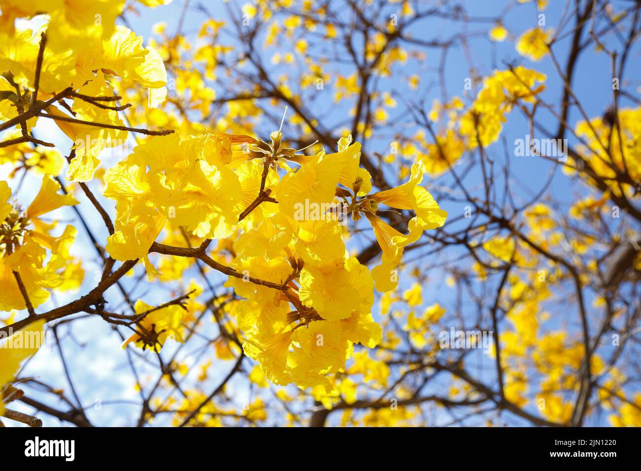 Detalle de flor en árbol ipe amarillo en flor temprana con cielo azul brillante en el fondo Foto de stock