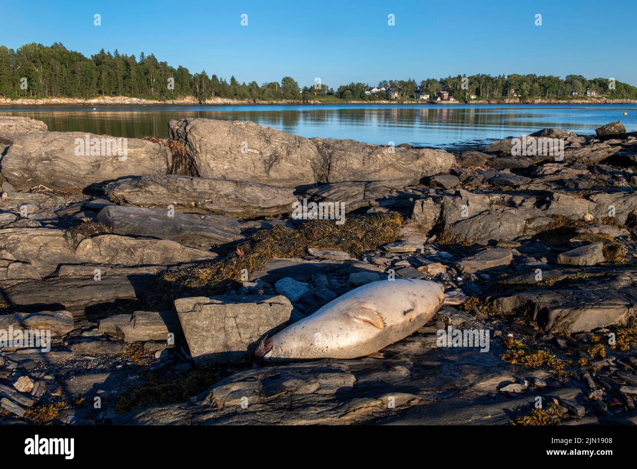 6 de julio de 2022. 7:30pm. Foca muerta lavada en el Golfo de Maine. La gripe aviar ha saltado a las focas y algunos están muriendo. Foto de stock