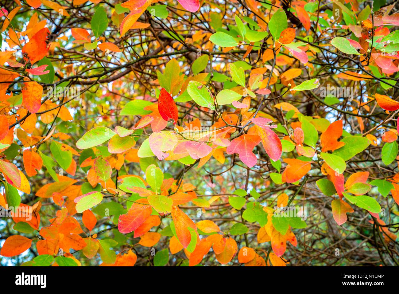 Imagen de cerca de ramas con hojas verdes y rojas de otoño Foto de stock