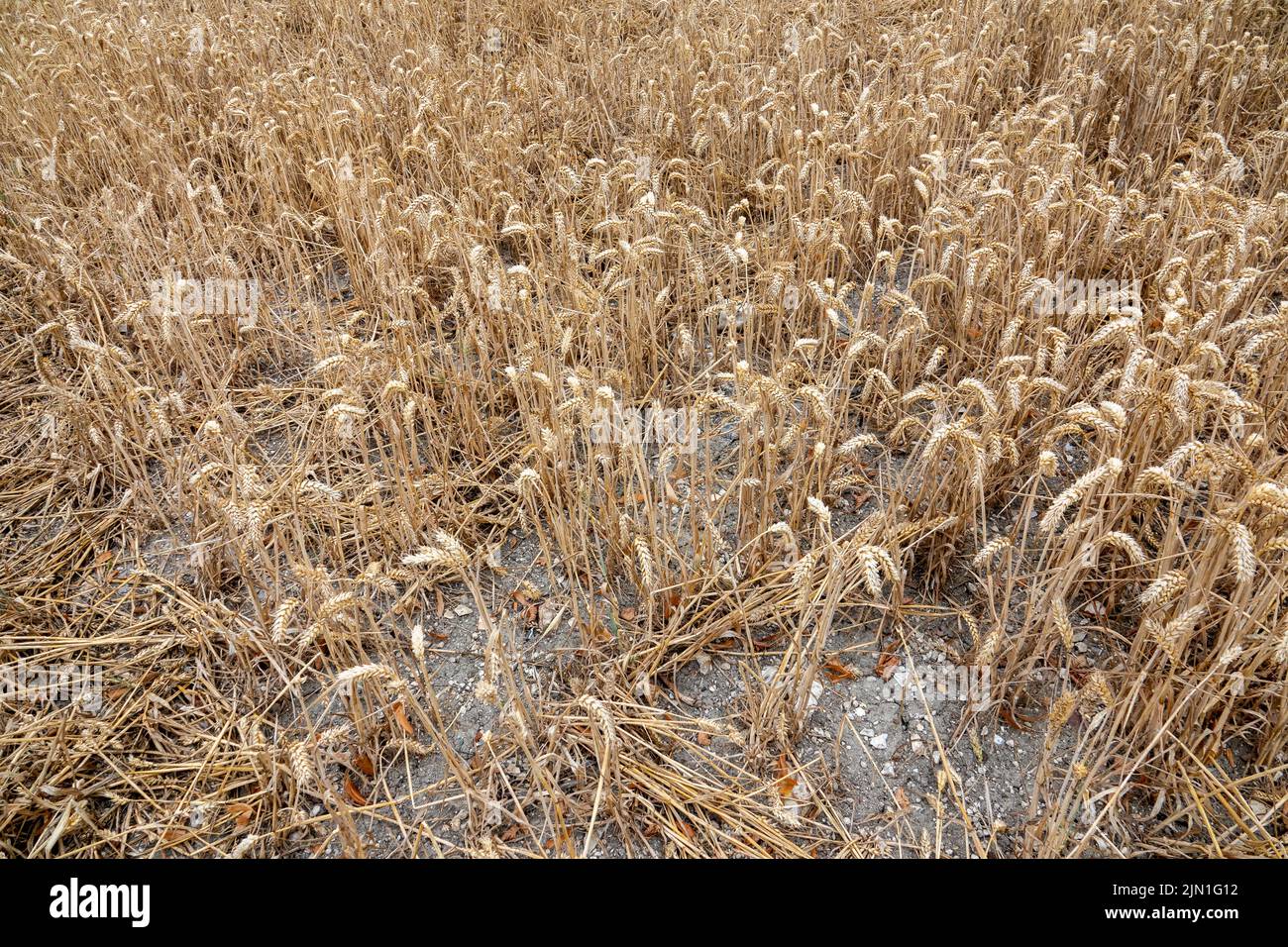 Una pequeña superficie de cosecha de trigo deficiente debido a la sequía Foto de stock