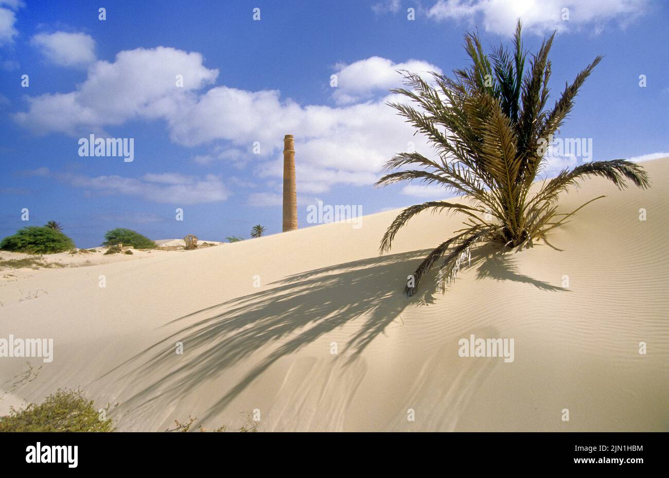 Chimeneas y dunas de arena con una joven palmera en el antiguo campo de ladrillo, Fabrica da Chave, Rabil, Boavista, Islas de Cabo Verde, África Foto de stock