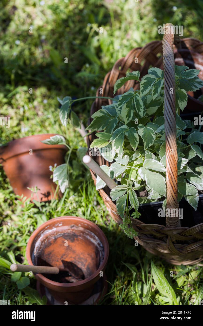 flores, macetas de arcilla y herramientas en una cesta. plantando plantas en el jardín Foto de stock