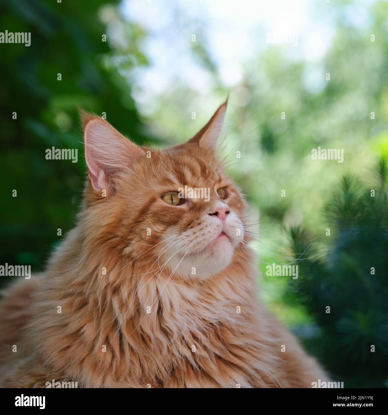 Un gato rojo de maine coon tendido delante de un fondo de árboles. Primer plano. Foto de stock