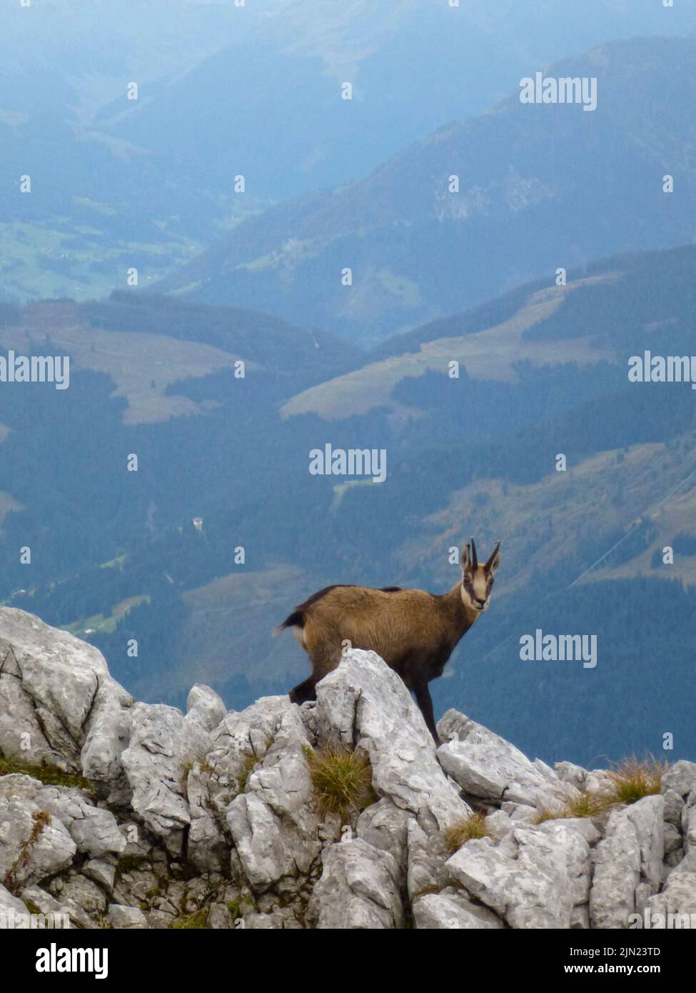 Gamuza en las montañas Hackenkopfe, Wilder Kaiser, Tirol, Austria Foto de stock
