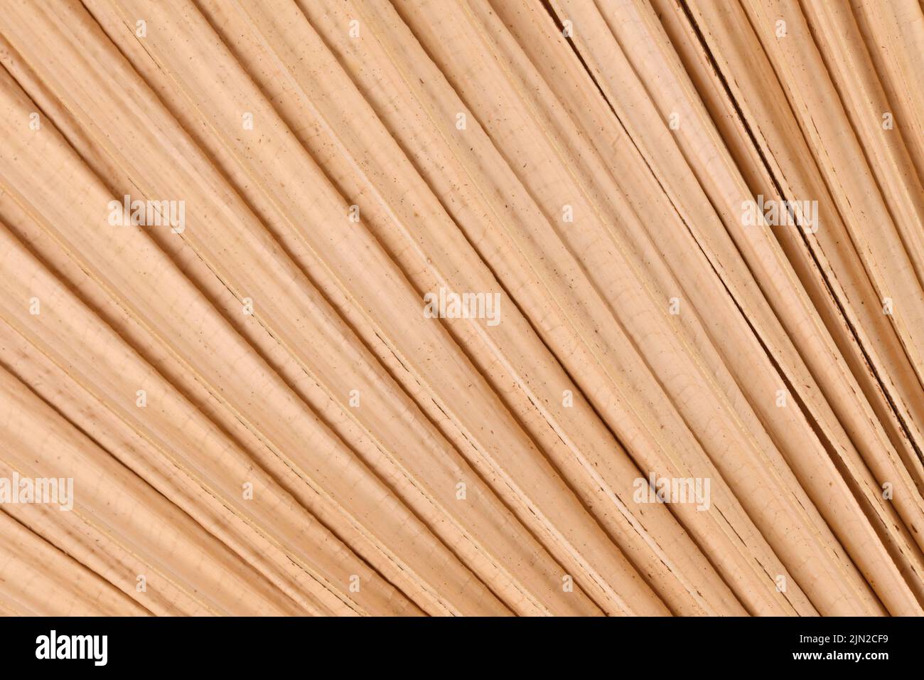Primer plano de la hoja seca de la palmera natural Foto de stock