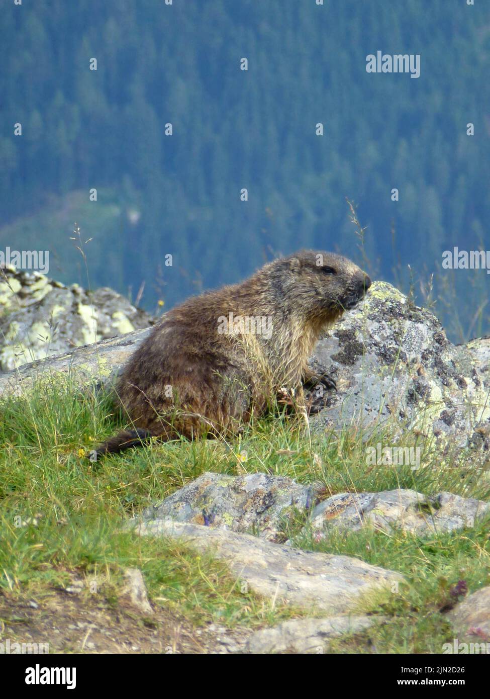Marmot en la ruta de senderismo de gran altitud de Stubai, vuelta 8 en Tirol, Austria Foto de stock