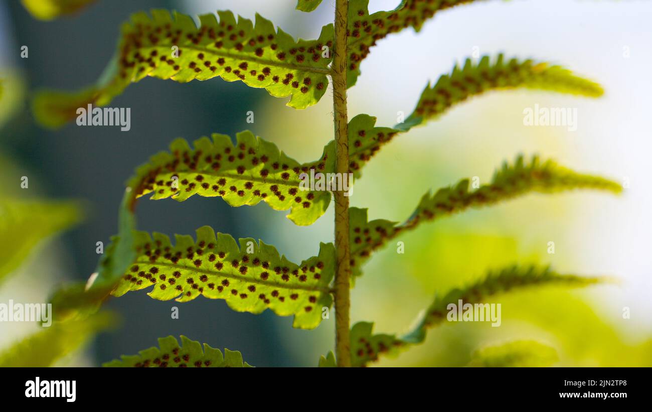 Fondo o textura de las frondas u hojas de una planta de helechos macho (Dryopteris filix-mas) que crece en bosques. Essex, Gran Bretaña. Foto de stock