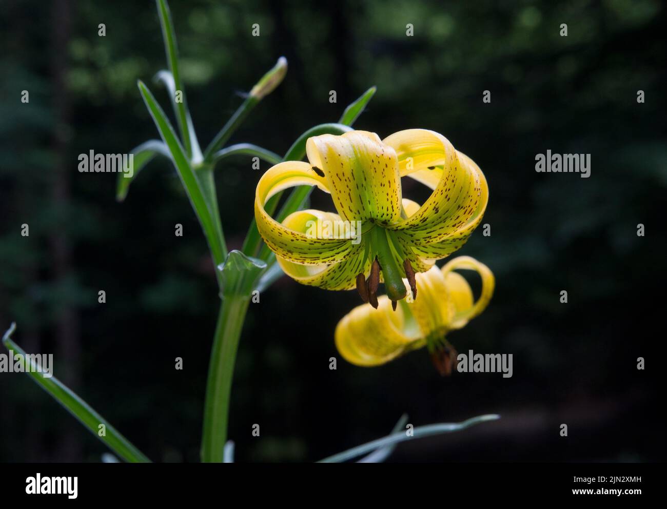 Primer plano de las flores amarillas del lirio pirenaico Foto de stock