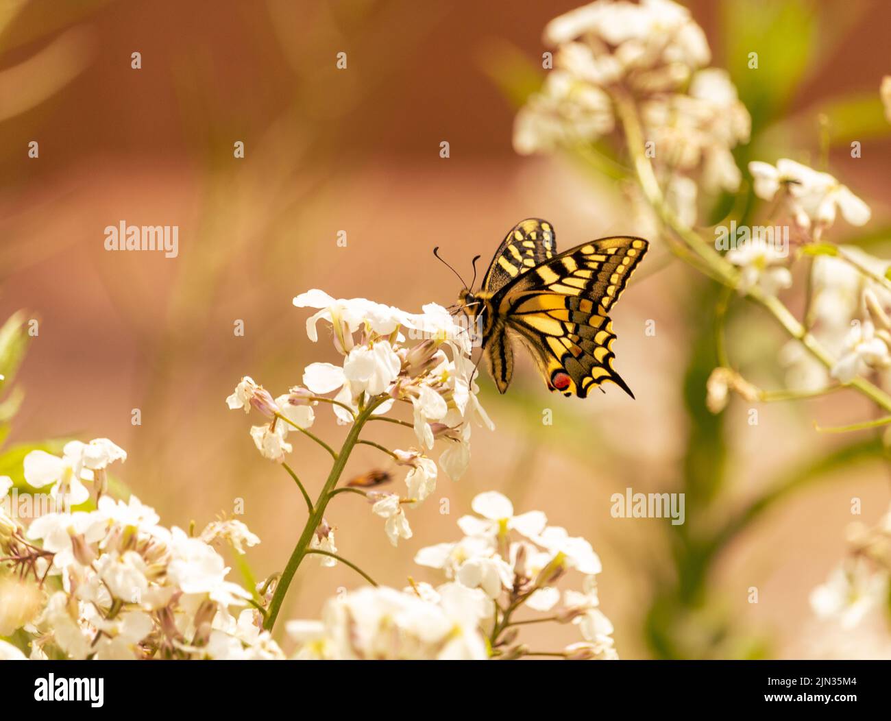 Recuerdos de la Fen - Vista cercana de una mariposa de cola de golondrina forrajeando en floreros en Strumpshaw Fen. Gran Bretaña. Foto de stock