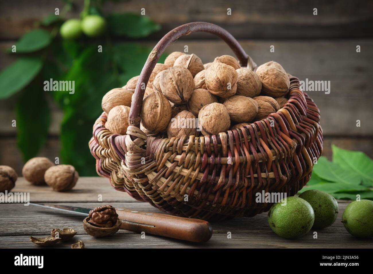 Cesta de mimbre llena de nueces. Nueces verdes y maduras, cuchillo sobre mesa de madera. Foto de stock