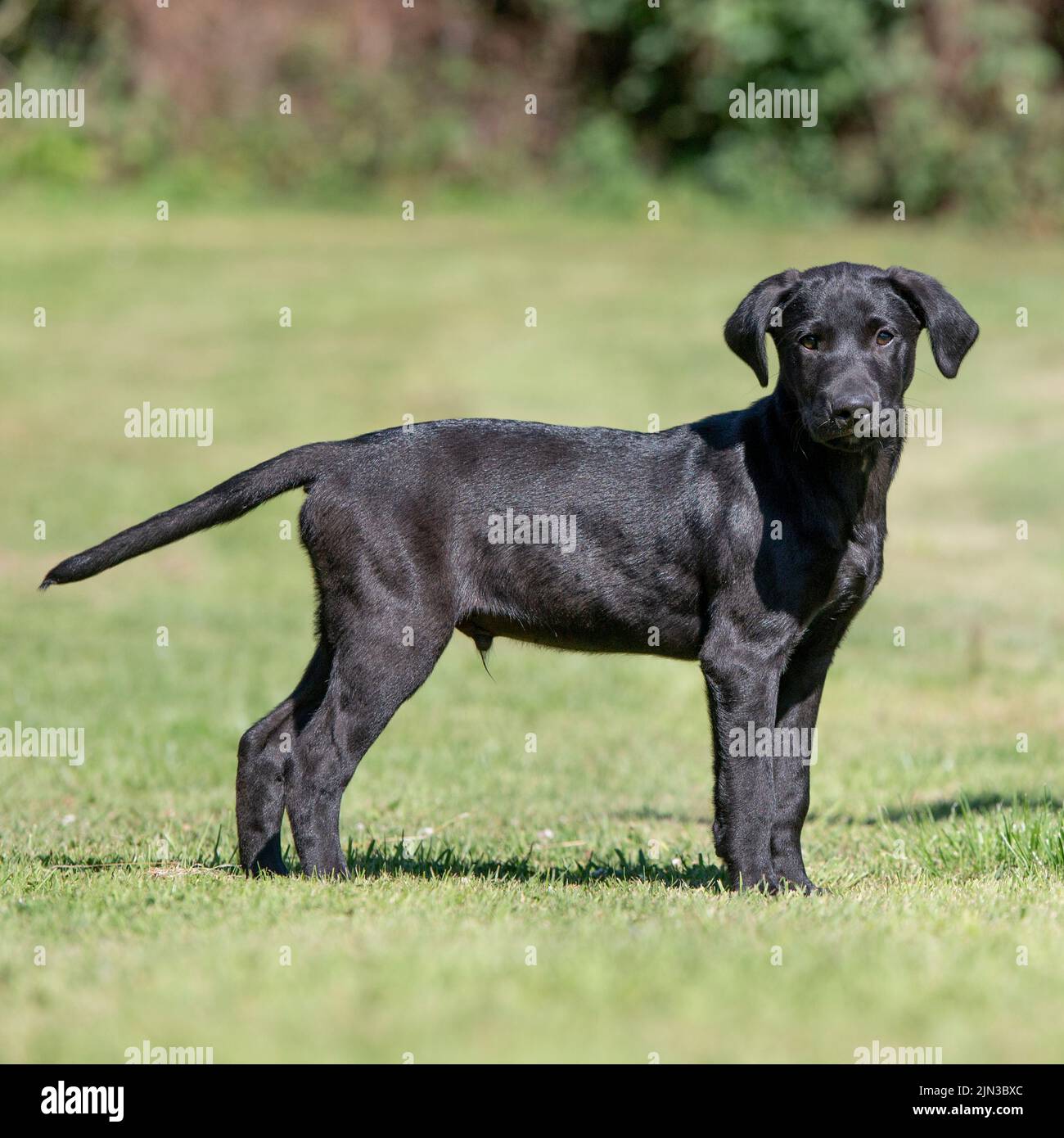 Cachorro labrador negro Foto de stock