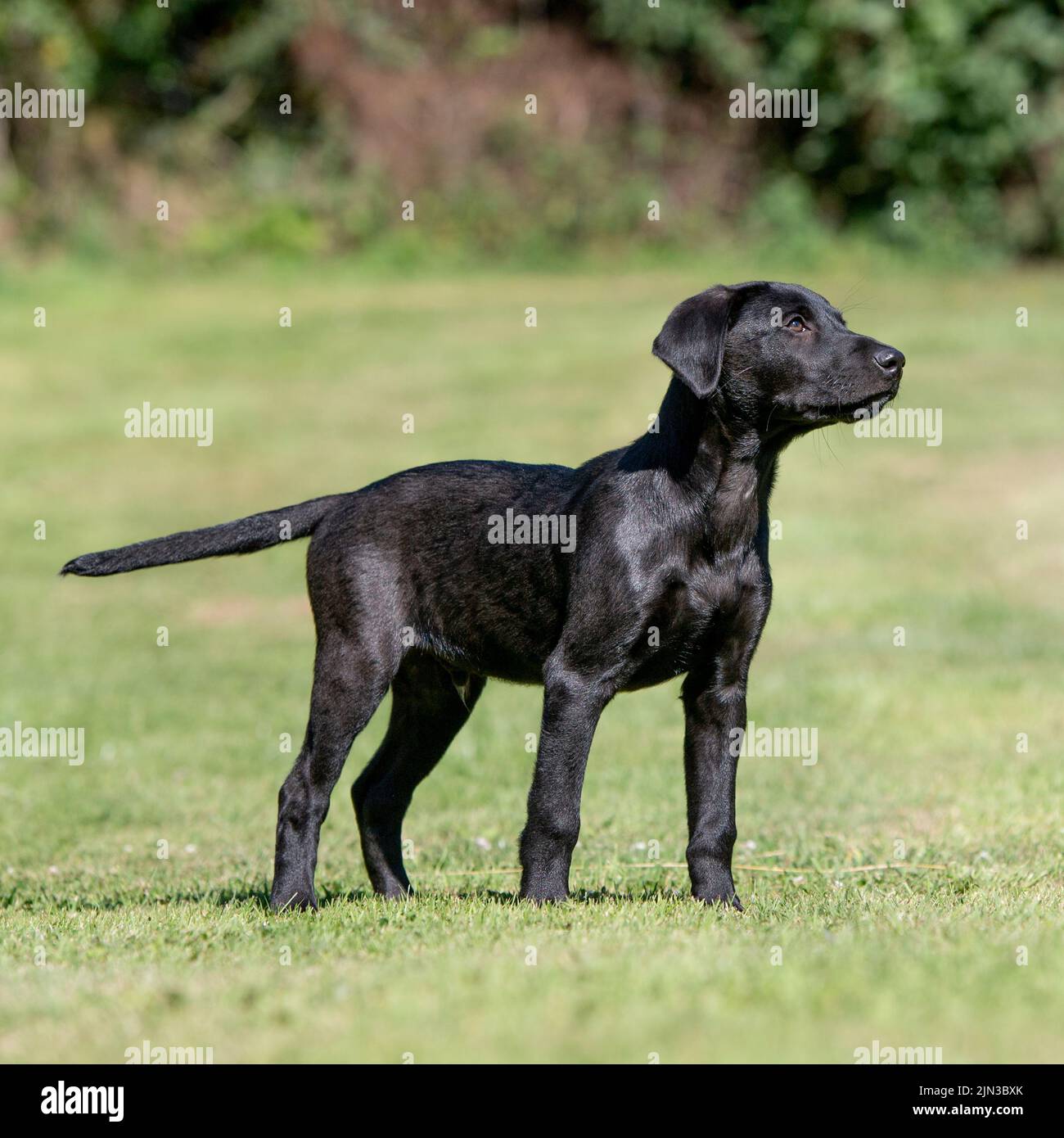 Cachorro labrador negro Foto de stock
