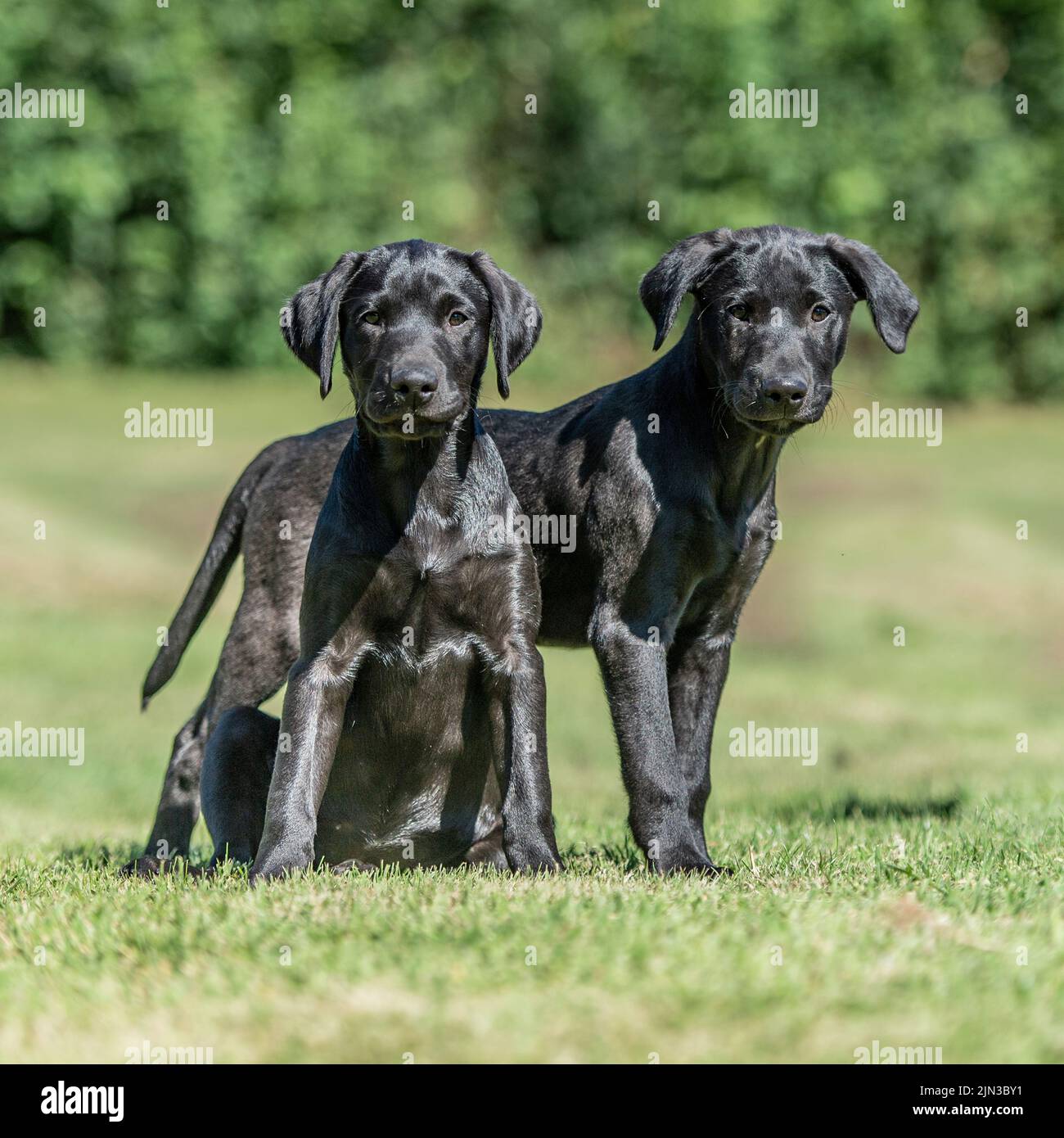 Cachorros negros de labrador Retriever Foto de stock