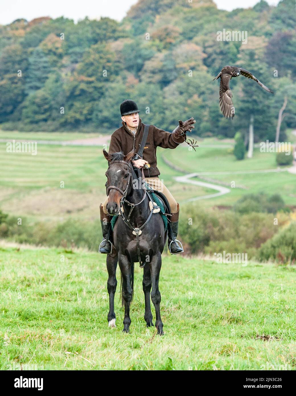 caza de halcones a caballo Foto de stock