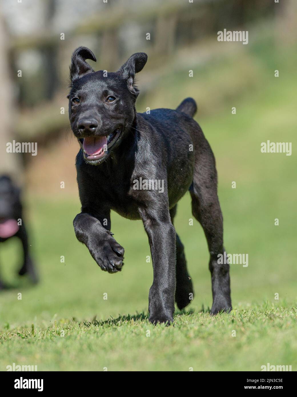 Cachorro Labrador Retriever negro Foto de stock
