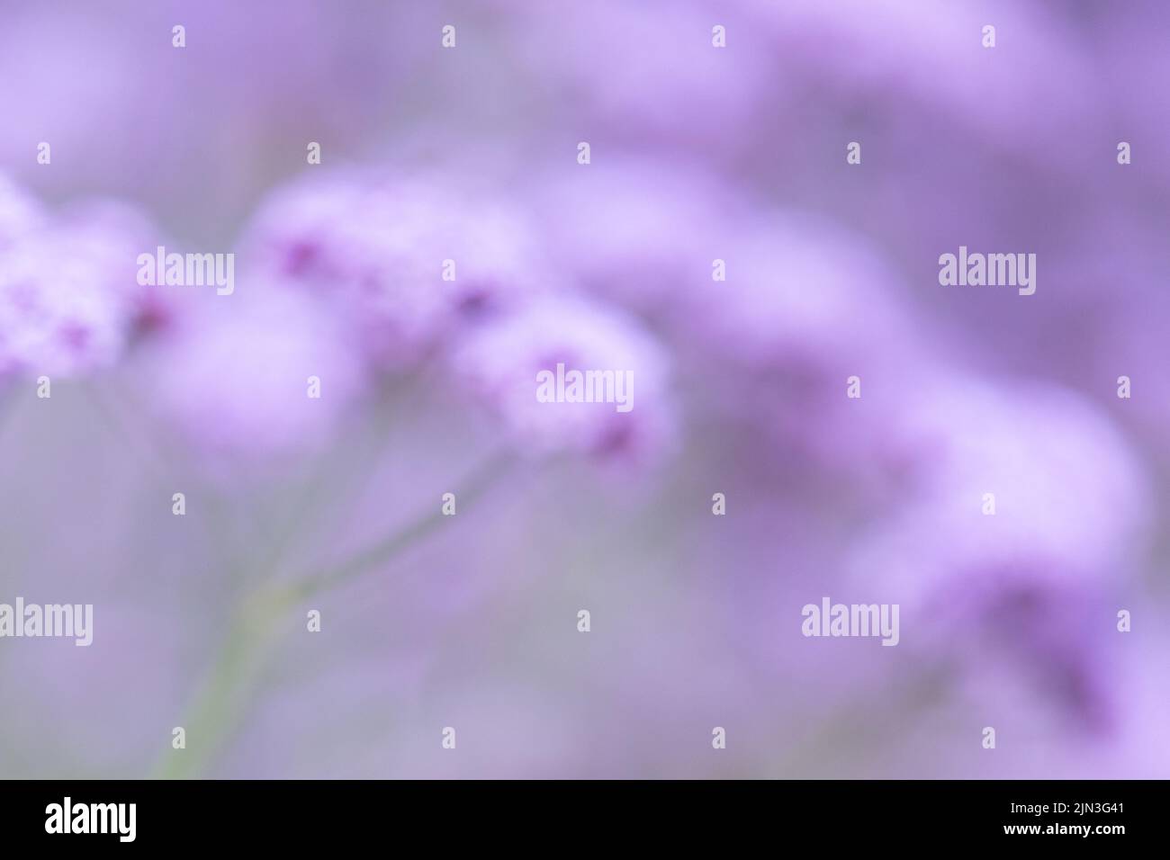 Flores color púrpura pastel suaves desenfocadas - verbena bonariensis - con copyspace Foto de stock