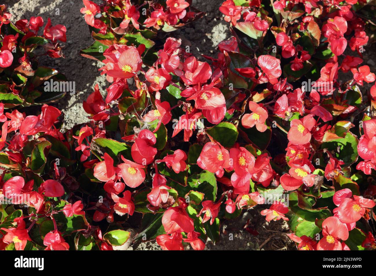Las plantas de camas en la flor se exhiben en el jardín público Begonia flores Foto de stock