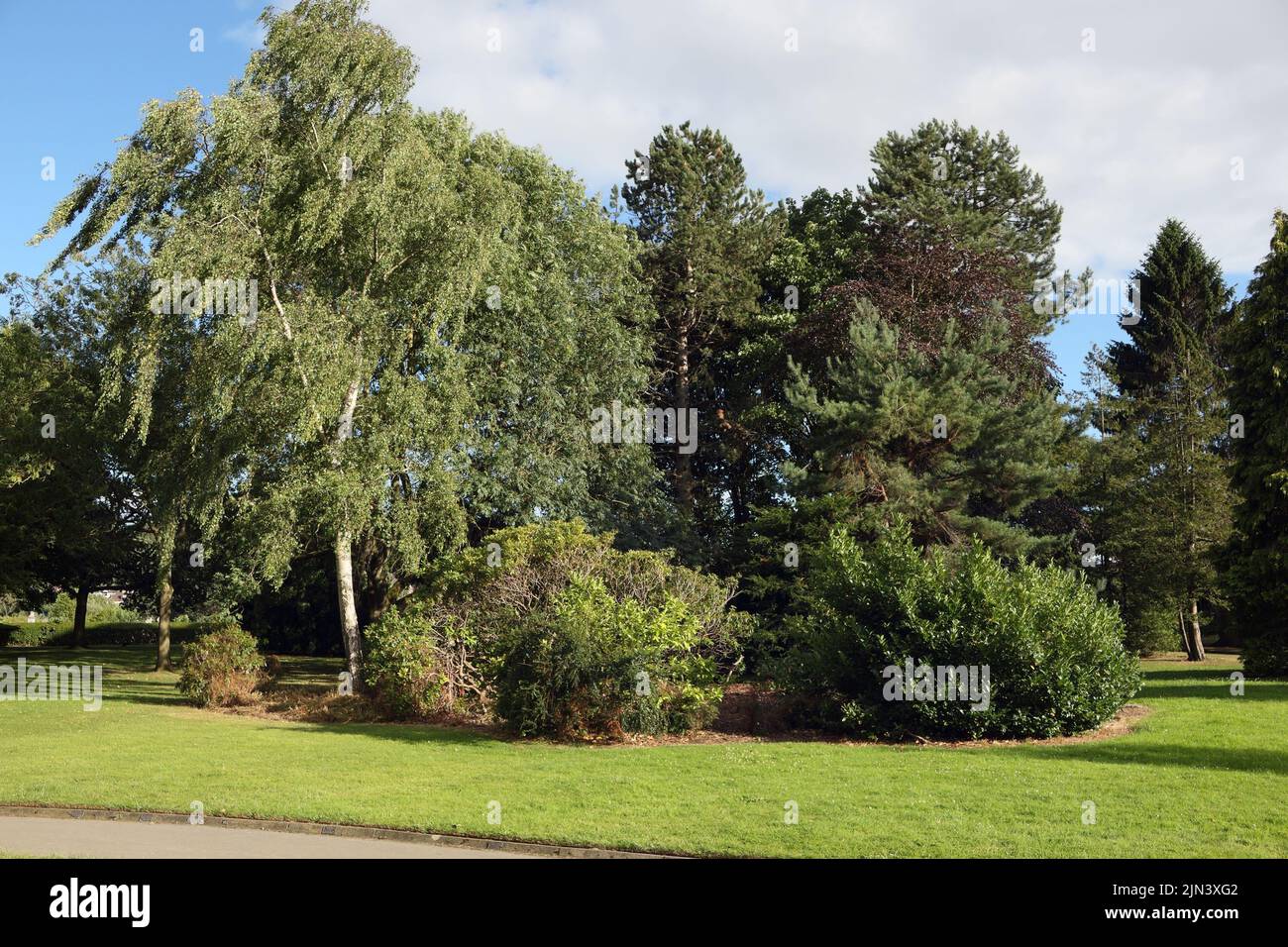 Grupo de árboles que crecen en el cementerio de zonas verdes de Sheffield, Inglaterra Foto de stock