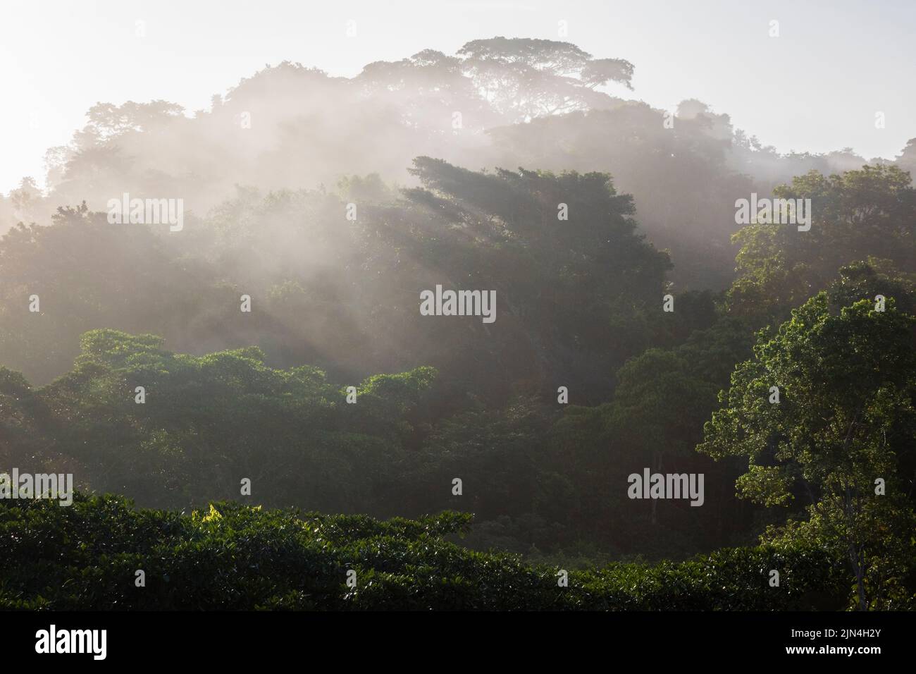 Paisaje de Panamá con selva húmeda y brumosa al amanecer en el parque nacional Soberania, provincia de Colón, República de Panamá, América Central. Foto de stock