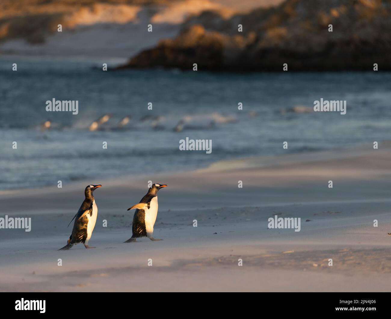 Pingüino Gentoo (Pygoscelis papúa) Una especie de pingüino del género Pygoscelis tomada en las Islas Malvinas Foto de stock