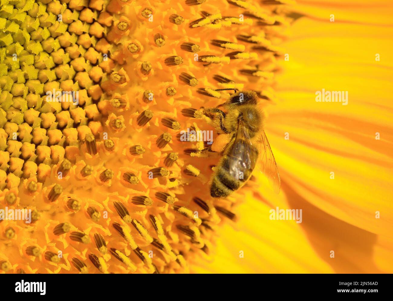 Macro de una abeja de miel sobre un girasol en verano Foto de stock