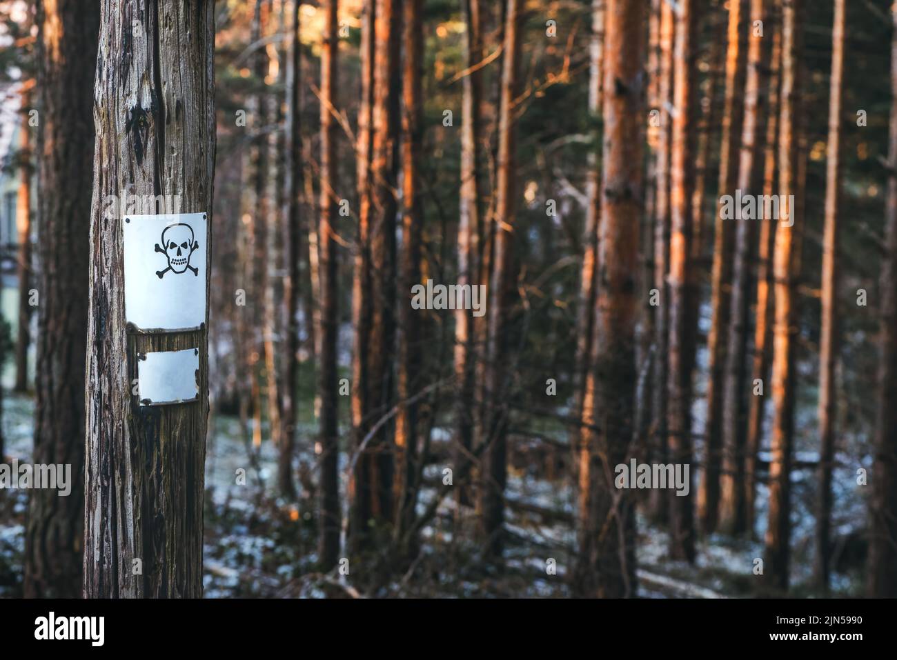 Cráneo sobre una señal de advertencia unida a un árbol de pino en el bosque, enfoque selectivo Foto de stock