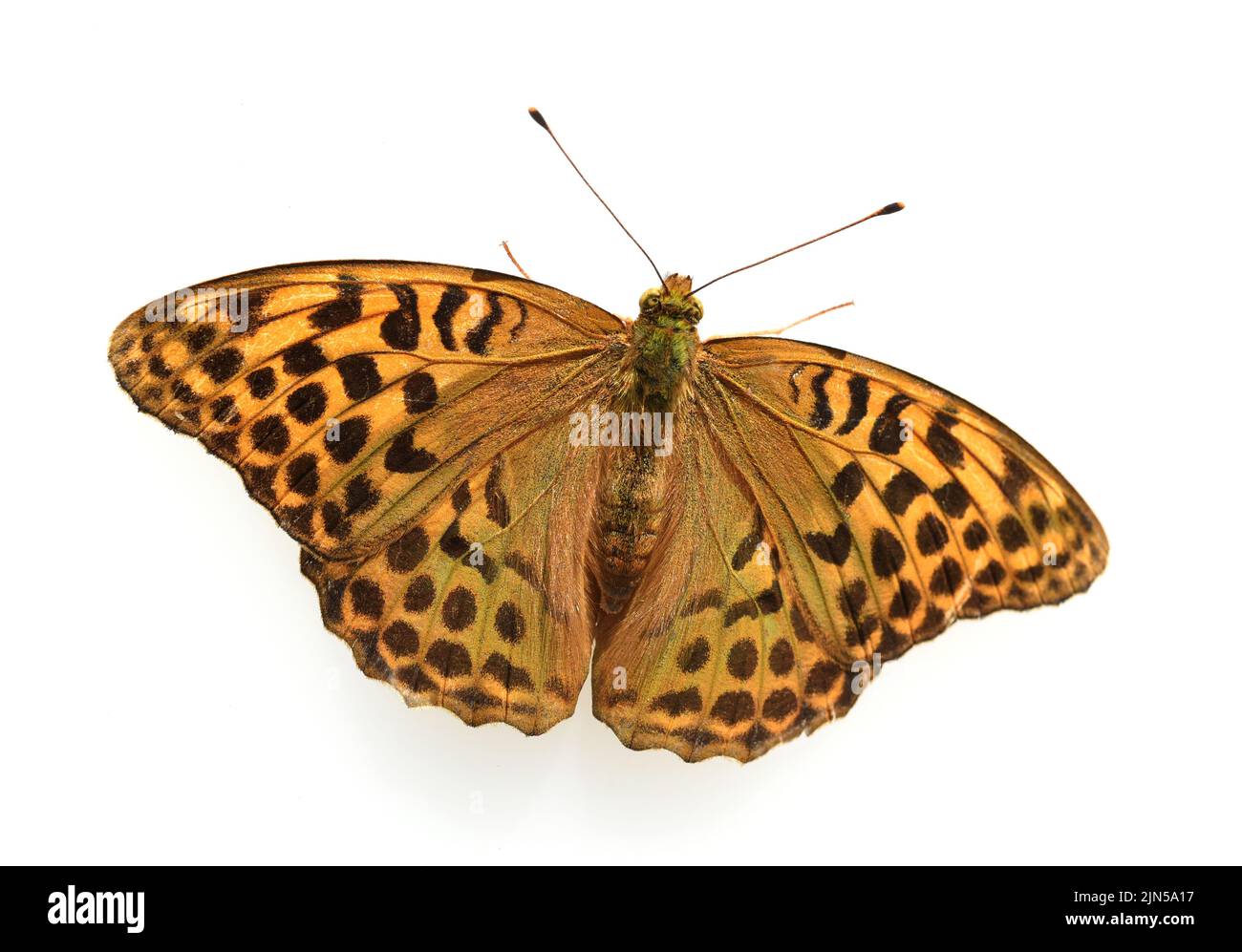 Perlmutterfalter, Speyeria gehoert zu den Edel- Schmetterlingen und sind Insekten mit grossen Fluegeln. Frutillary, Speyeria pertenece a la noble pero Foto de stock