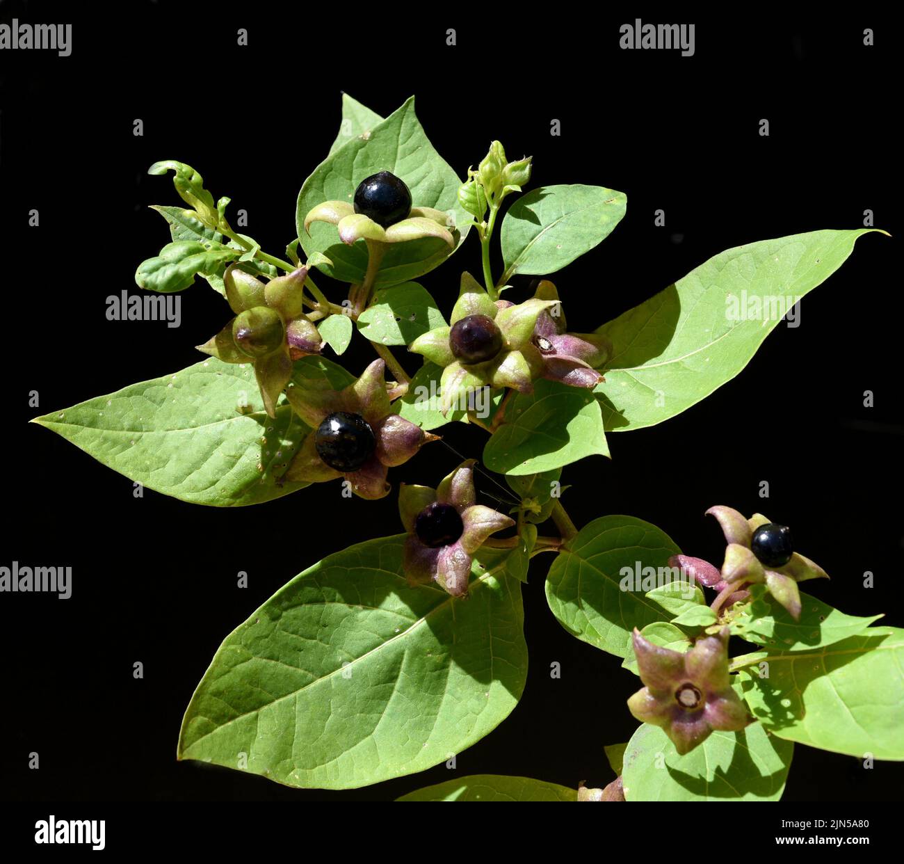 Tollkirsche, Atropa Bella-donna, hat schwarze Beeren und ist eine Gift-und Heilpflanze. Mortal Nightshade, Atropa bella-donna, tiene bayas negras y yo Foto de stock
