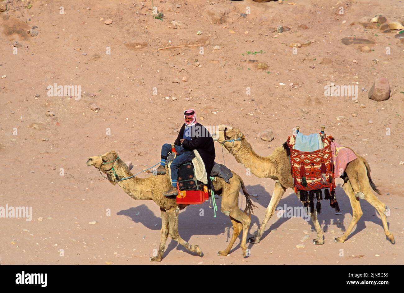 Jordania, Petra, conductor de camello Foto de stock