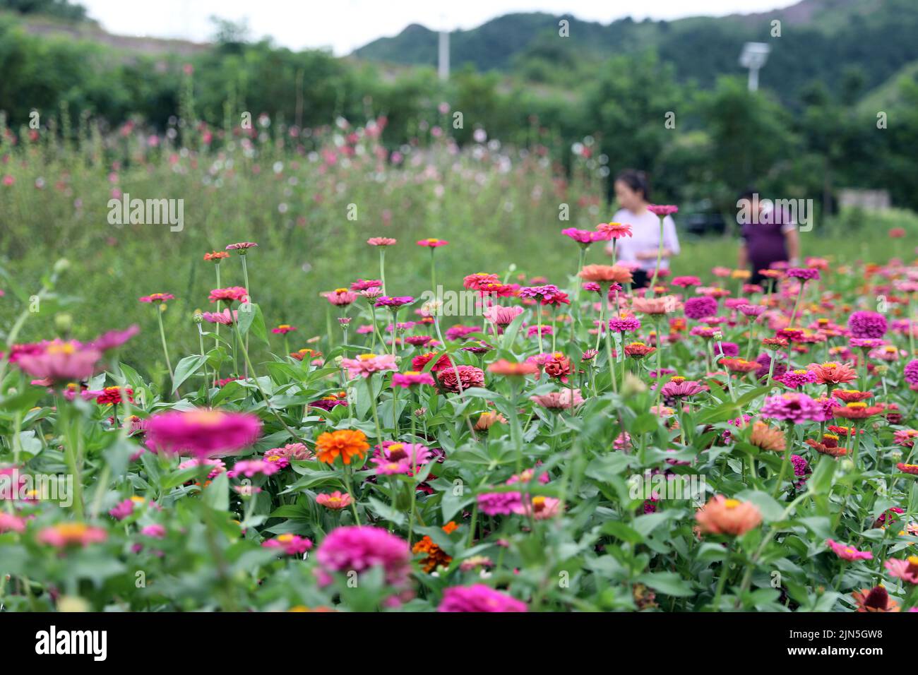 Luanping. 8th de Ago de 2022. Foto tomada el 8 de agosto de 2022 muestra un área escénica temática de la medicina china y la plantación de flores en el Condado de Luanping de Chengde, al norte de la provincia de Hebei en China. En los últimos años, las autoridades locales de Luanping se han esforzado por mejorar su construcción de infraestructura turística de maneras innovadoras, impulsando así su desarrollo turístico. Crédito: Luo Xuefeng/Xinhua/Alamy Live News Foto de stock