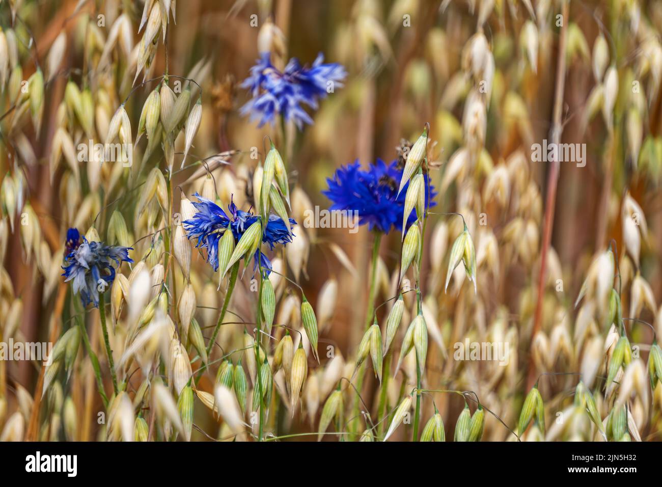 Campo de avena con flores azules silvestres, Dinamarca Foto de stock