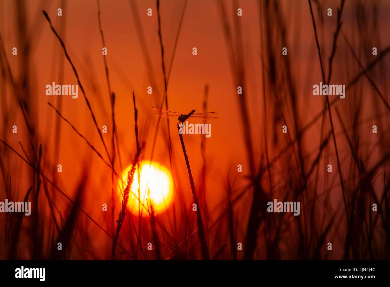 vista de la puesta de sol a través de las plantas en el prado en verano Foto de stock