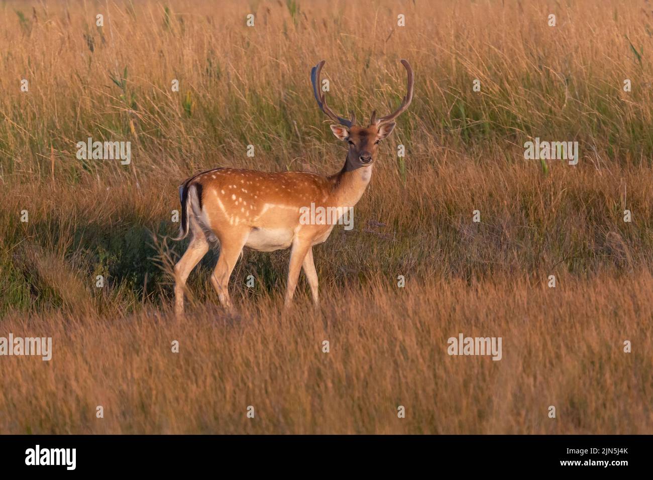 paisaje con ciervos manchados de pie en hierba seca Foto de stock