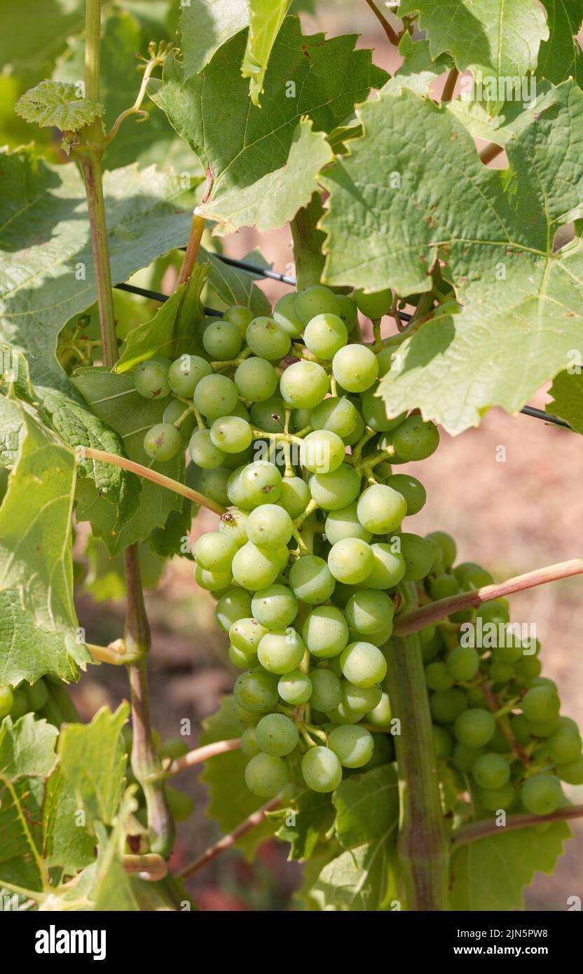 Racimo de uvas blancas que crecen en la vid Foto de stock