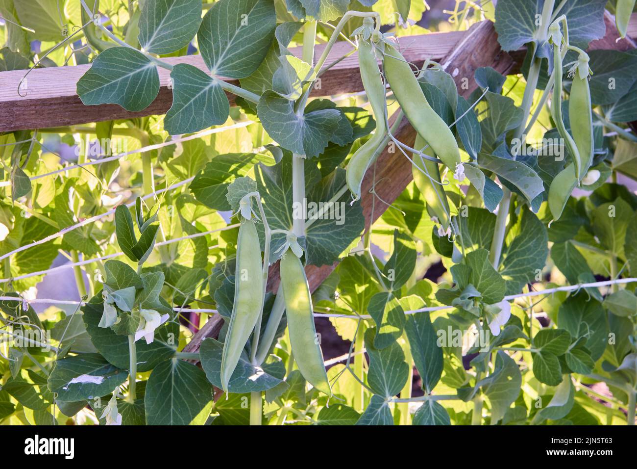 Los guisantes verdes crecen en el jardín del jardinero al aire libre. Foto de stock