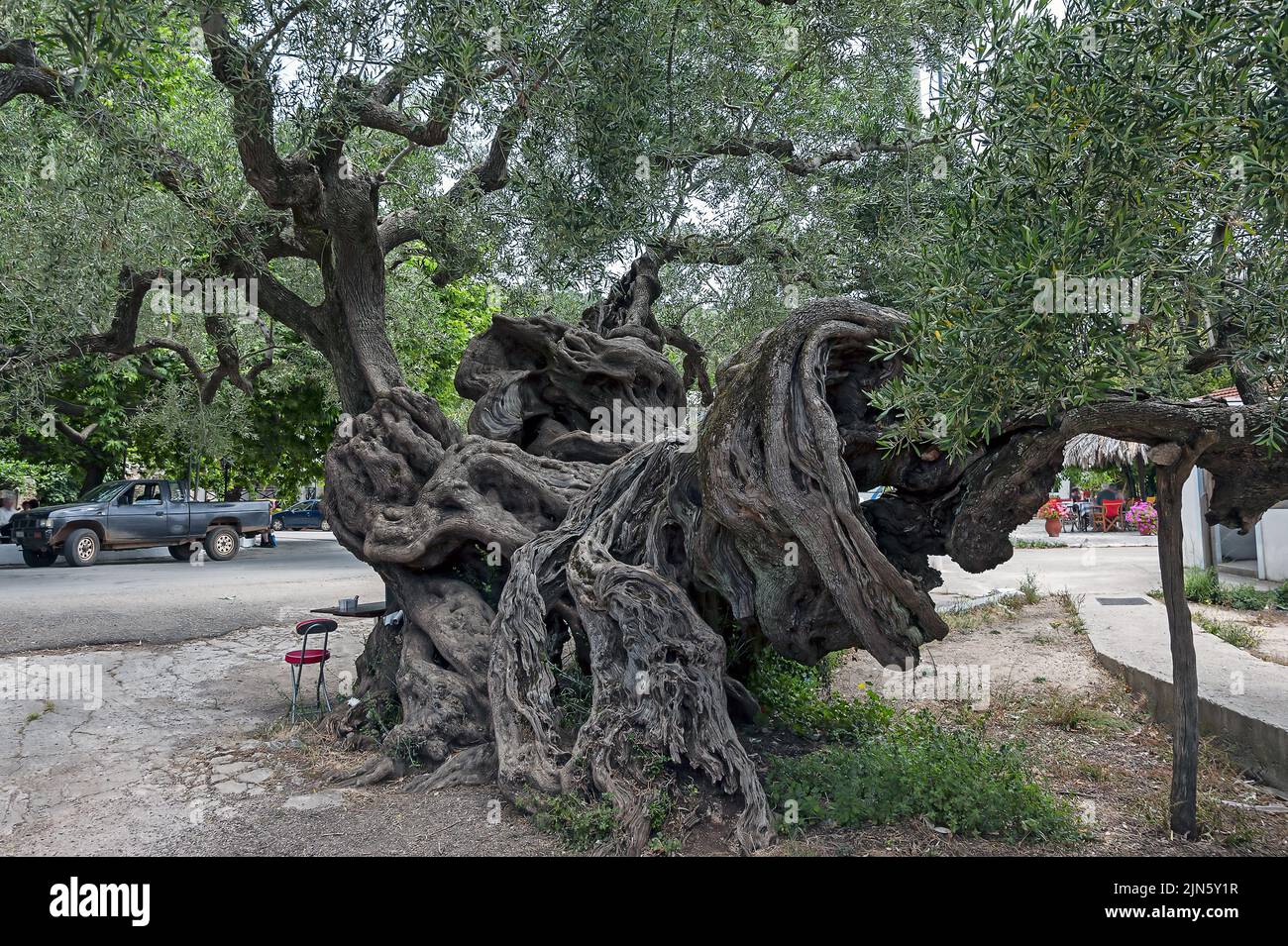 Olivo mas antiguo fotografías e imágenes de alta resolución Alamy