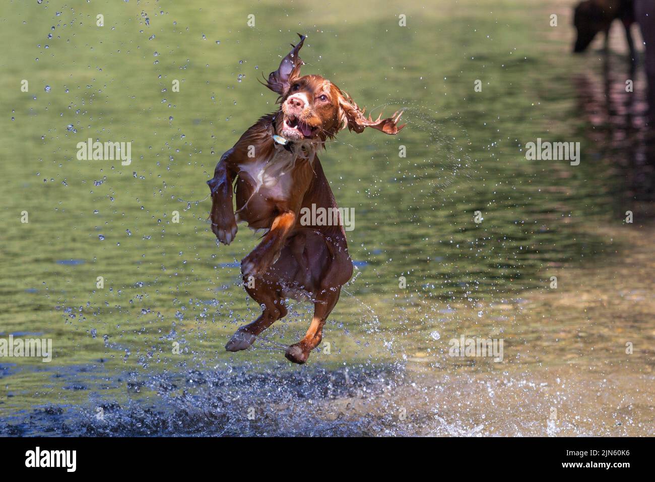 Un espaniel del cocker jugando en el río, Reino Unido en el verano de 2022 Foto de stock