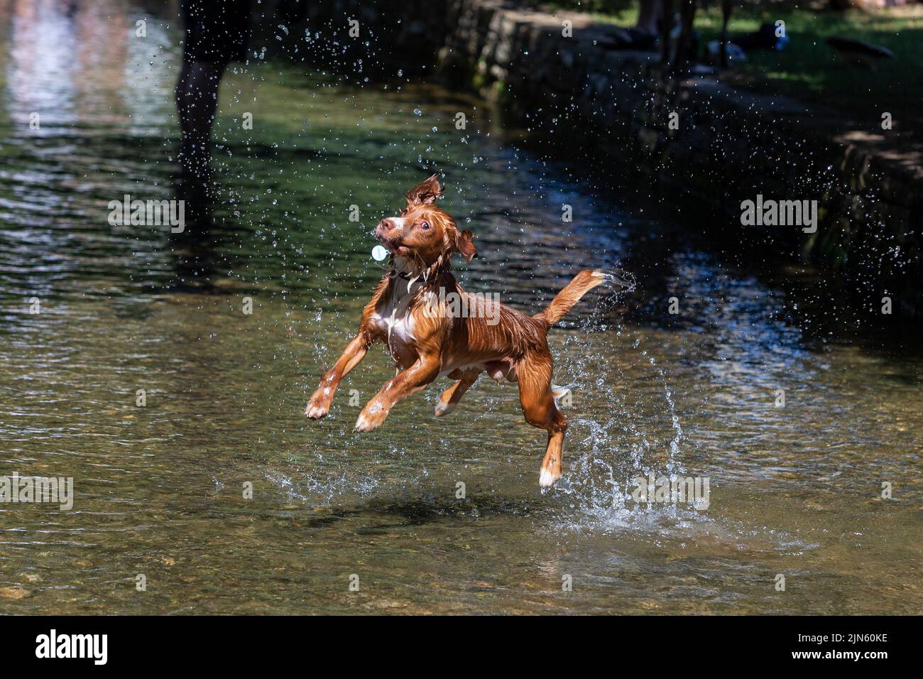 Un espaniel del cocker jugando en el río, Reino Unido en el verano de 2022 Foto de stock