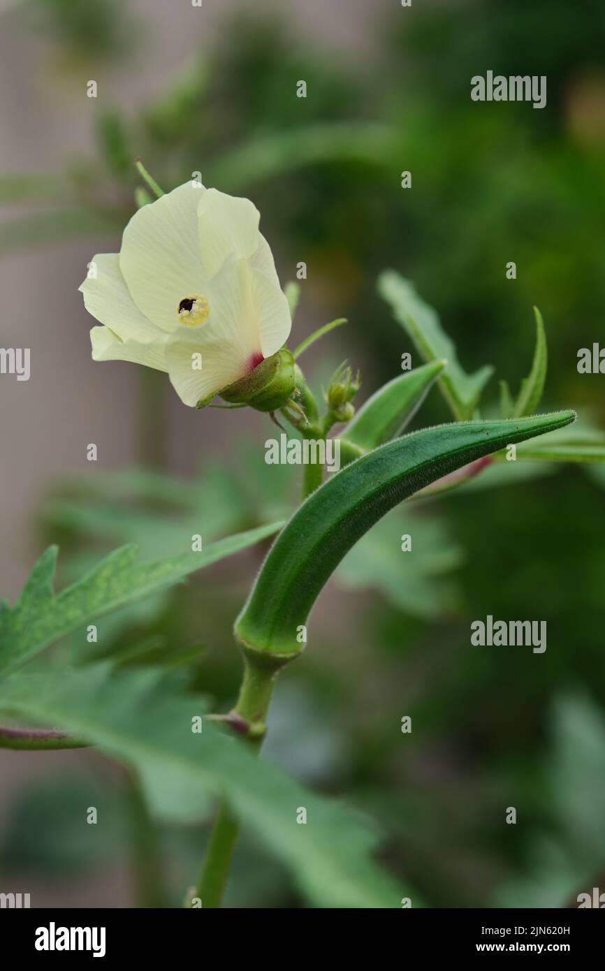 Primer plano de los dedos Okra.Lady. Ladyfingers o verdura de okra en