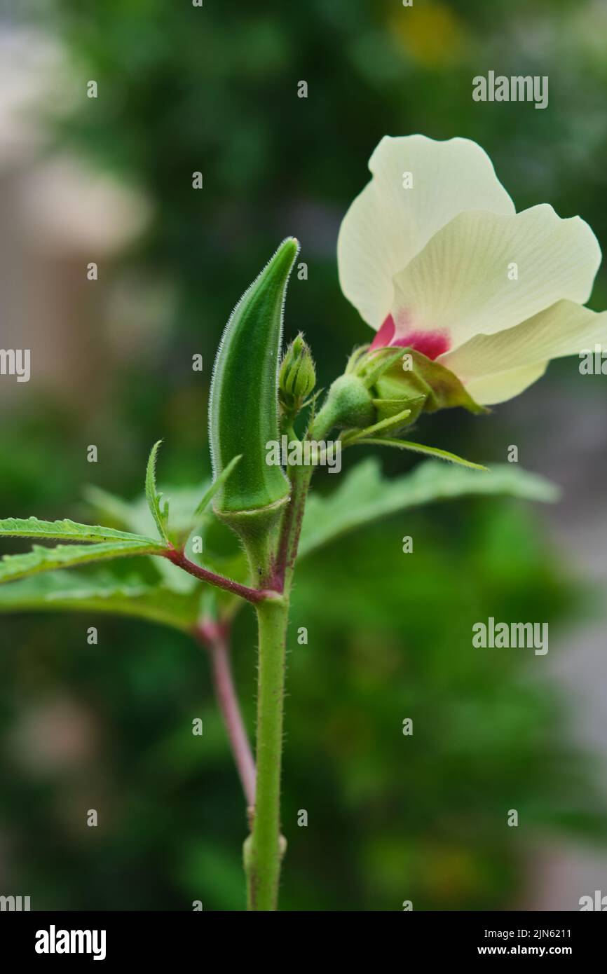 Primer plano de los dedos Okra.Lady. Ladyfingers o verdura de okra en