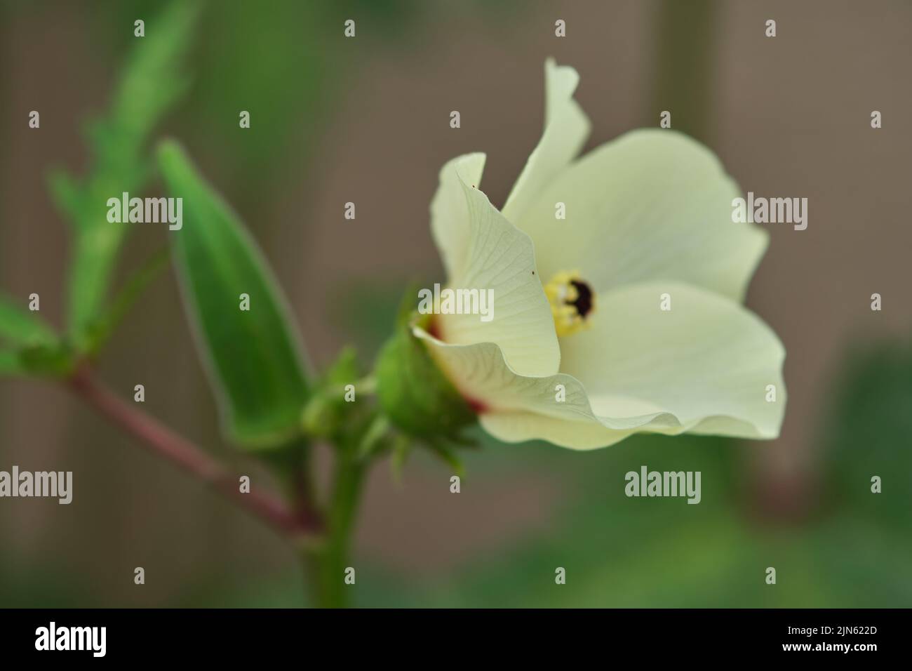 Primer plano de los dedos Okra.Lady. Ladyfingers o verdura de okra en