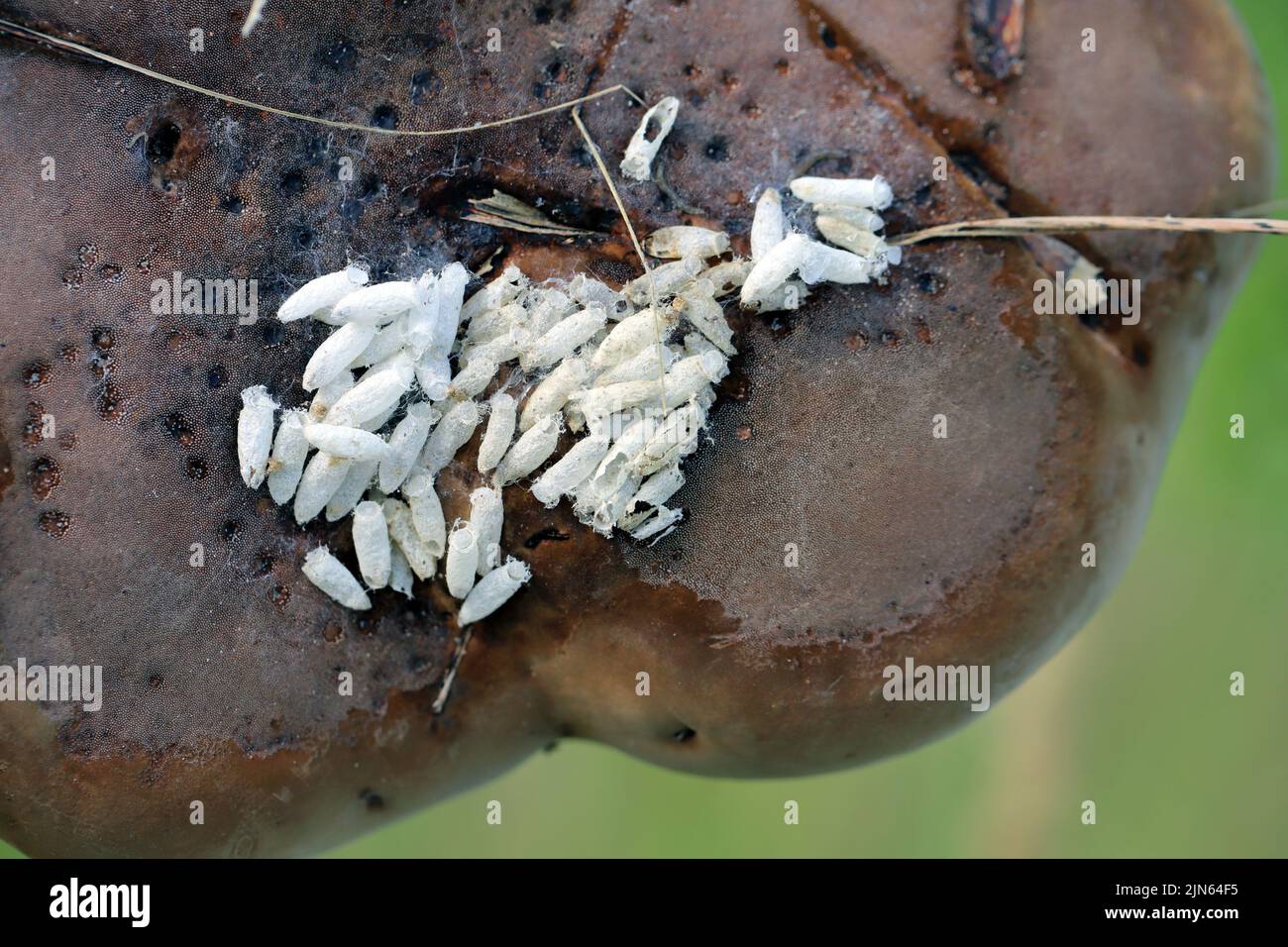 Larvas, capullos de moscas de la familia Mycetophilidae bajo el hongo del tinte, Fomes fomentarius. Foto de stock